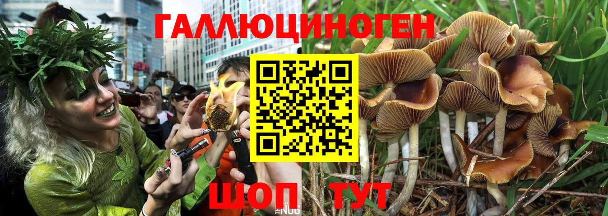 Галлюциногенные грибы Psilocybe  Вход с VPN  Клинцы 